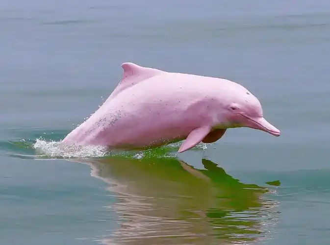 广州柳溪河畔,一只体重200斤的粉红小海豚,长着锋利的牙齿