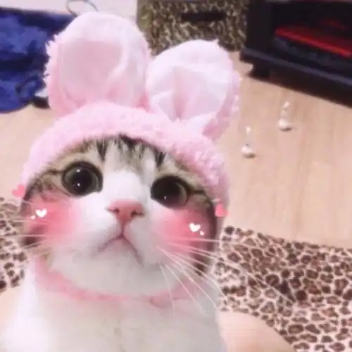 猫咪啊啊啊啊啊啊啊啊 小猫咪卖萌 超可爱 壁纸