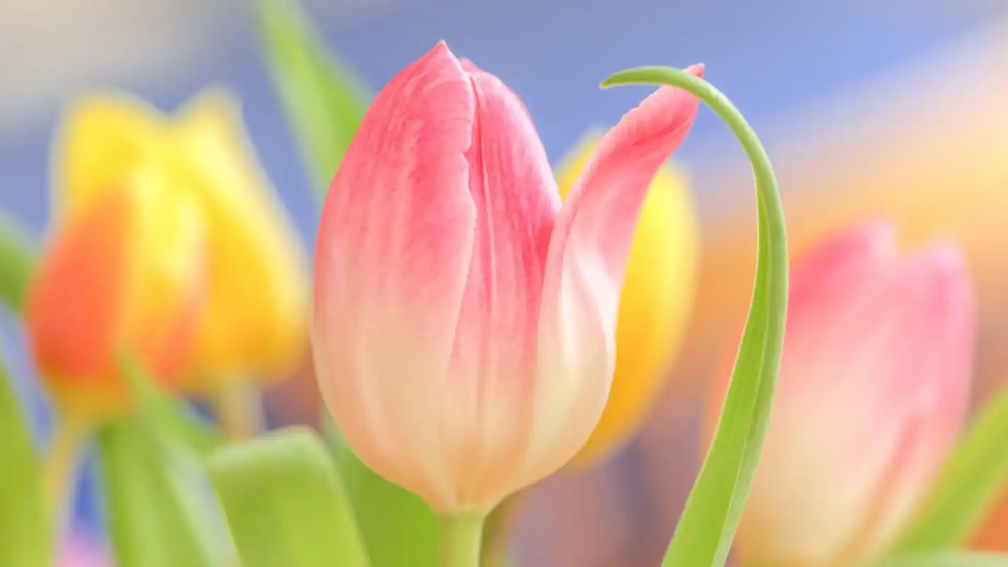 适合做电脑壁纸的图片(小清新)