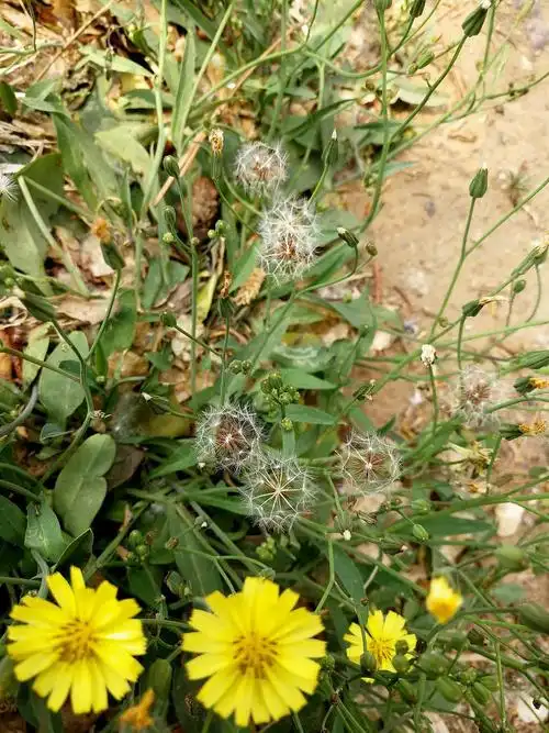 中华苦荬菜野燕麦有些花属于夏天.