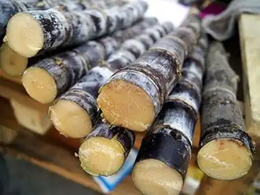 甘蔗的种植技术_桂农科创农业农村科技创新创业网上服务平台