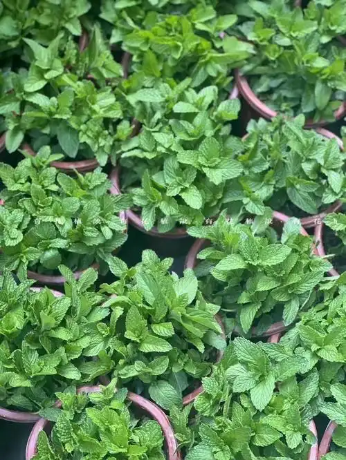 长沙花店薄荷驱蚊草铜钱草