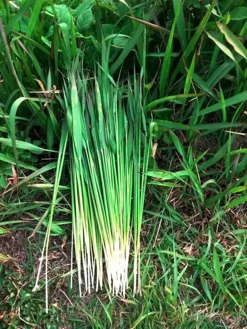 草地随想,念念故乡