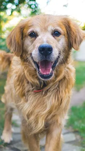 壁纸 棕色的狗,前视图,蓬松 3840x2160 uhd 4k 高清壁纸, 图片, 照片