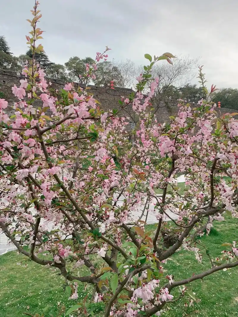 春天里的浪漫鲜花占一半 #感受大自然的气息和美景 #想把春 - 抖音