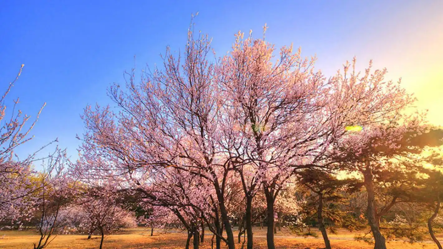 精选春天风光美景植物花卉壁纸2下载_风景壁纸_壁纸下载_美桌网