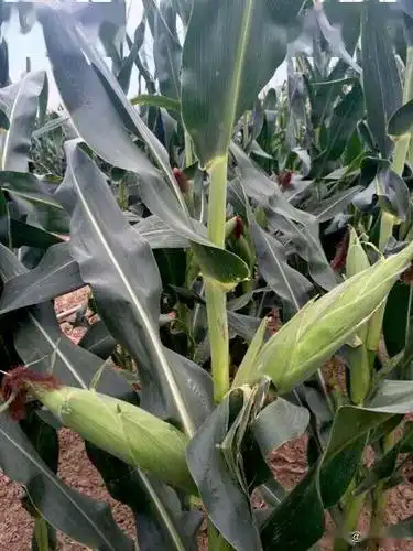 大棒之王矮杆抗倒玉米新品种蠡玉31最高亩产2058斤