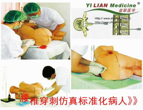 体表标志明显:有完整的1~5腰椎(椎体,椎弓板,棘突),骶骨,骶裂孔,骶角