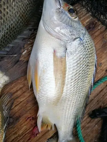 老q钓鱼故事第64集02初探黎安养鱼排鱼种多多爽歪歪