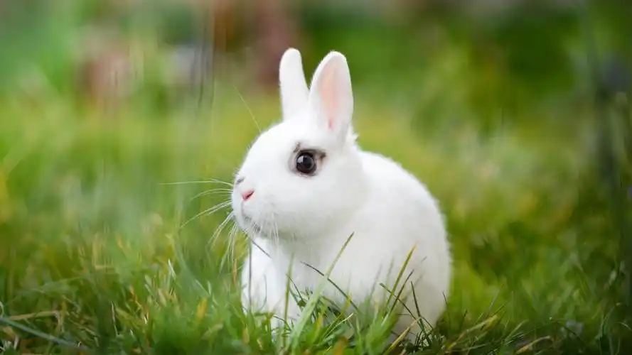 可爱呆萌的兔子高清桌面壁纸-动物壁纸-壁纸下载-美桌网