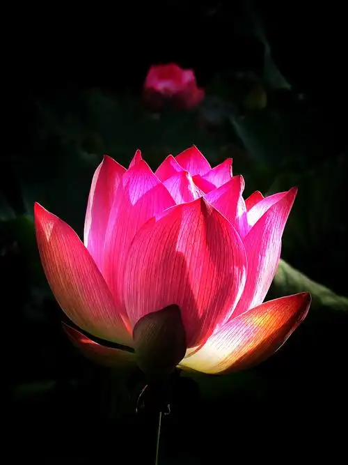 发光《荷花》摄于,温州杨府山