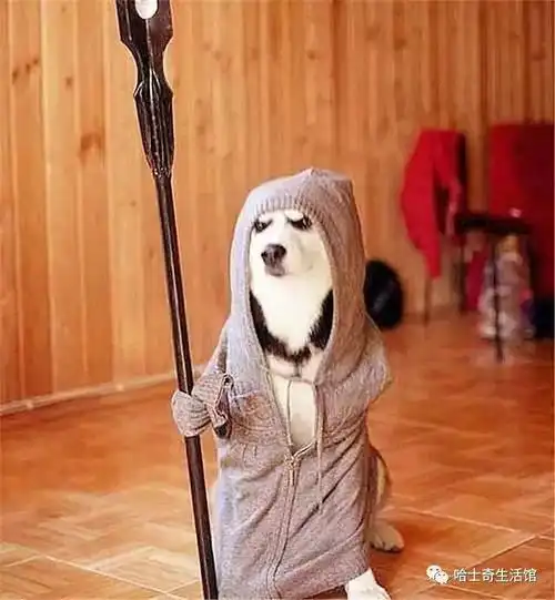 拿个拐杖你就以为自己是唐三角了吗,你去取经吧,肉今后不许吃了.