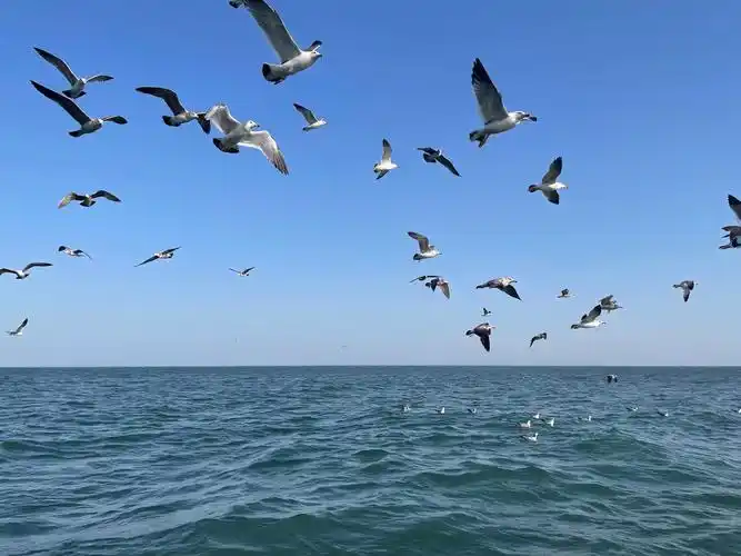海鸥和蓝天治愈的蓝天治愈的大海