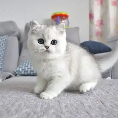 纯种蓝金渐层猫英短金渐层幼猫矮脚猫银渐层幼猫家养宠物猫小猫咪