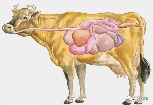 牛的4个胃叫什么名字_知识 - 名片网