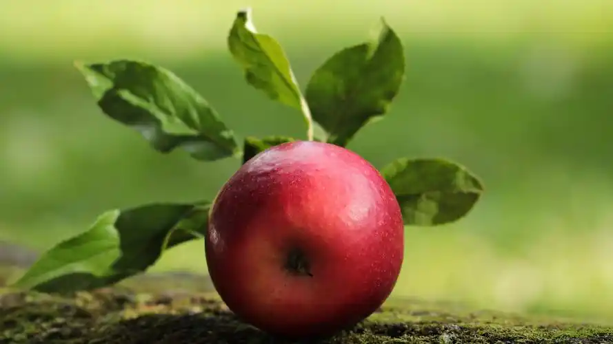 蔷薇科果实苹果,水果,植物,高清壁纸,桌面图片-壁纸族