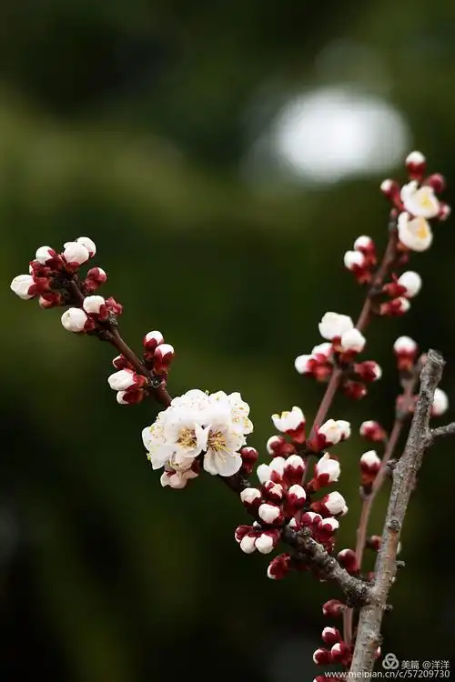 青岛市,伊春路社区,自家楼下,实拍,梅花,玉兰花!