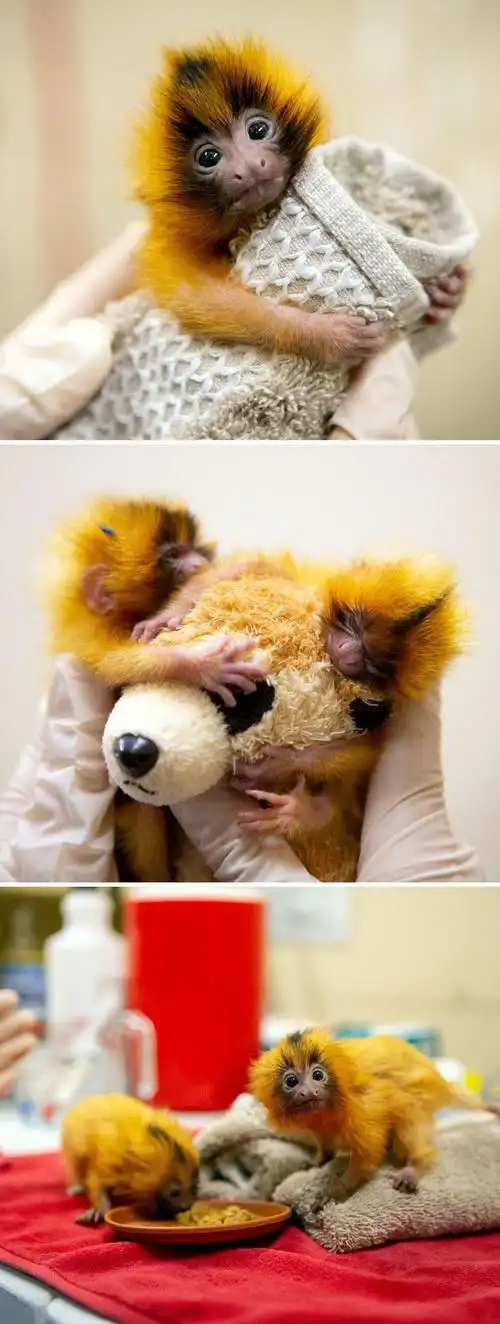 太萌了30只小动物的可爱瞬间谁的心被融化了