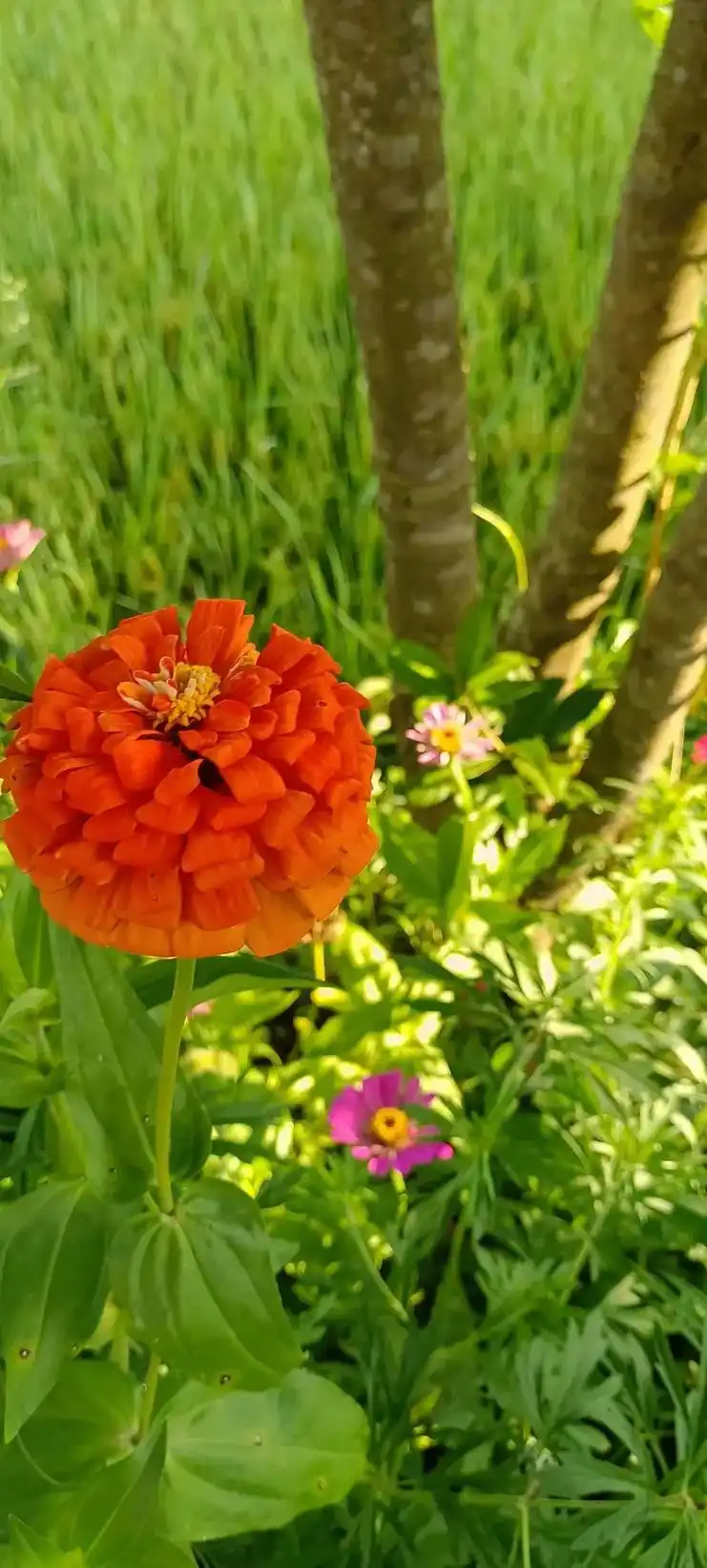 七盘花中最美丽可爱漂亮的花十二层花中之王,每年我种的七盘,只 - 抖
