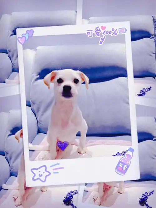 小白lucky后续小白和牛奶的日常