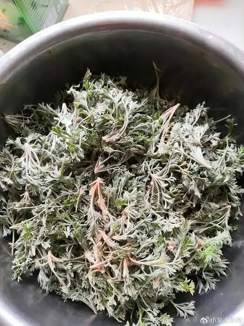 俗话"三月茵陈四月蒿,五月当柴烧":三月茵陈,当野菜食用的黄|茵陈