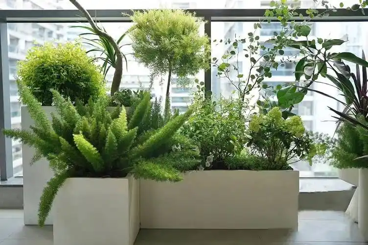 南京租花草植物公司_盆栽_企业_造景