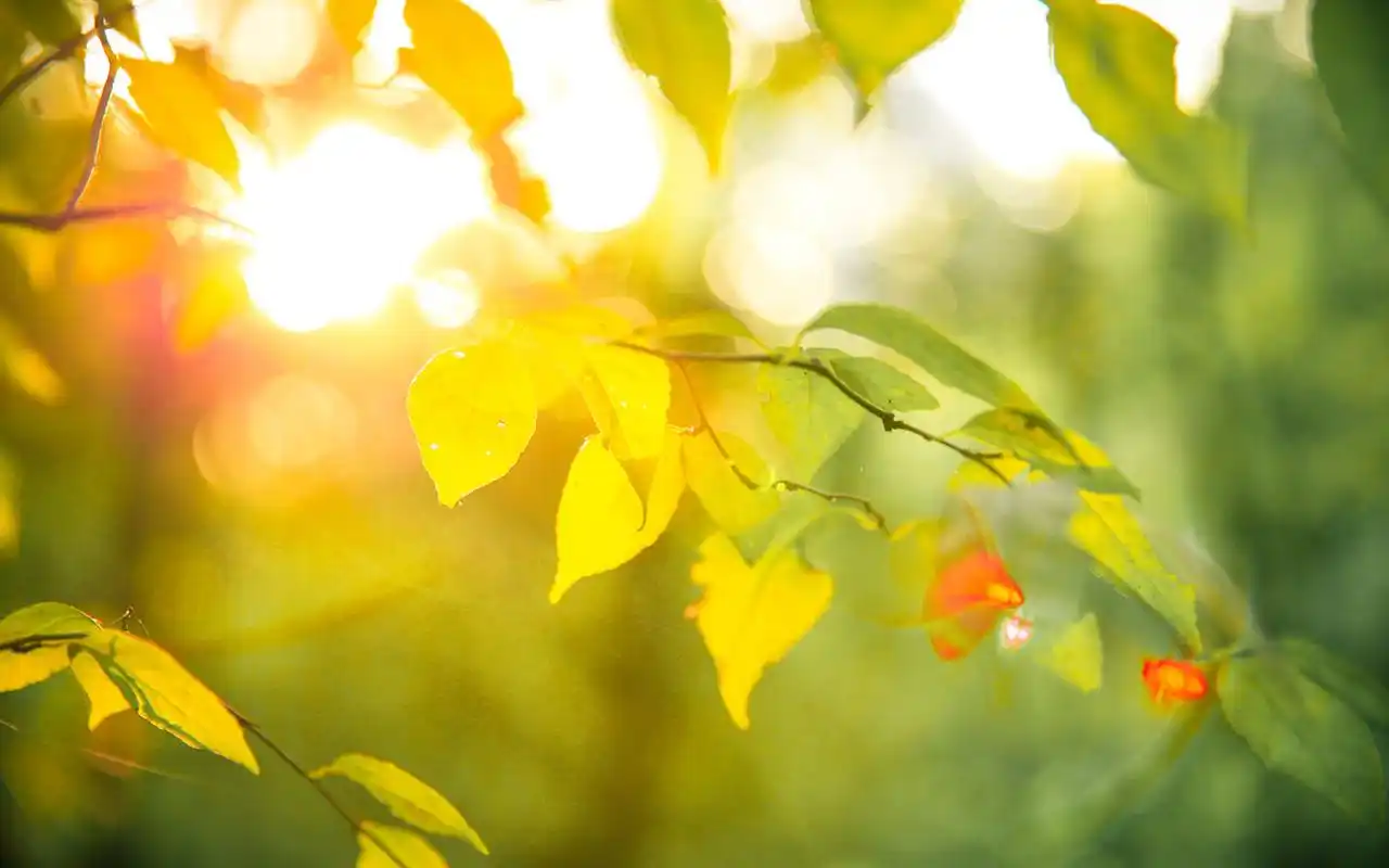 小清新植物唯美摄影图片桌面壁纸