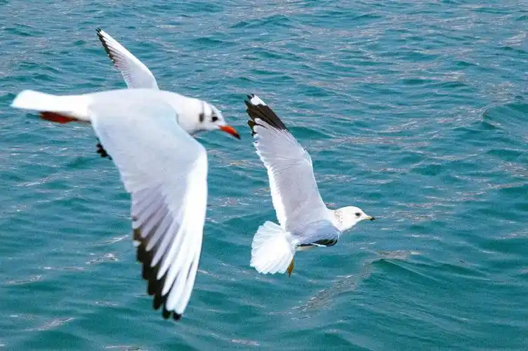 我默记这一路的苦楚 等觉得幸福时再反复读#海鸥不再眷念大海可 - 抖