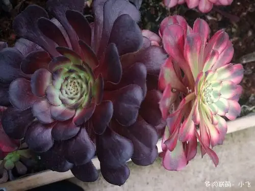 法师新品美娅法师培育记