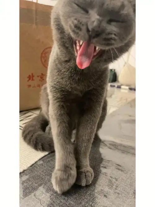 折耳猫咪折耳蓝猫