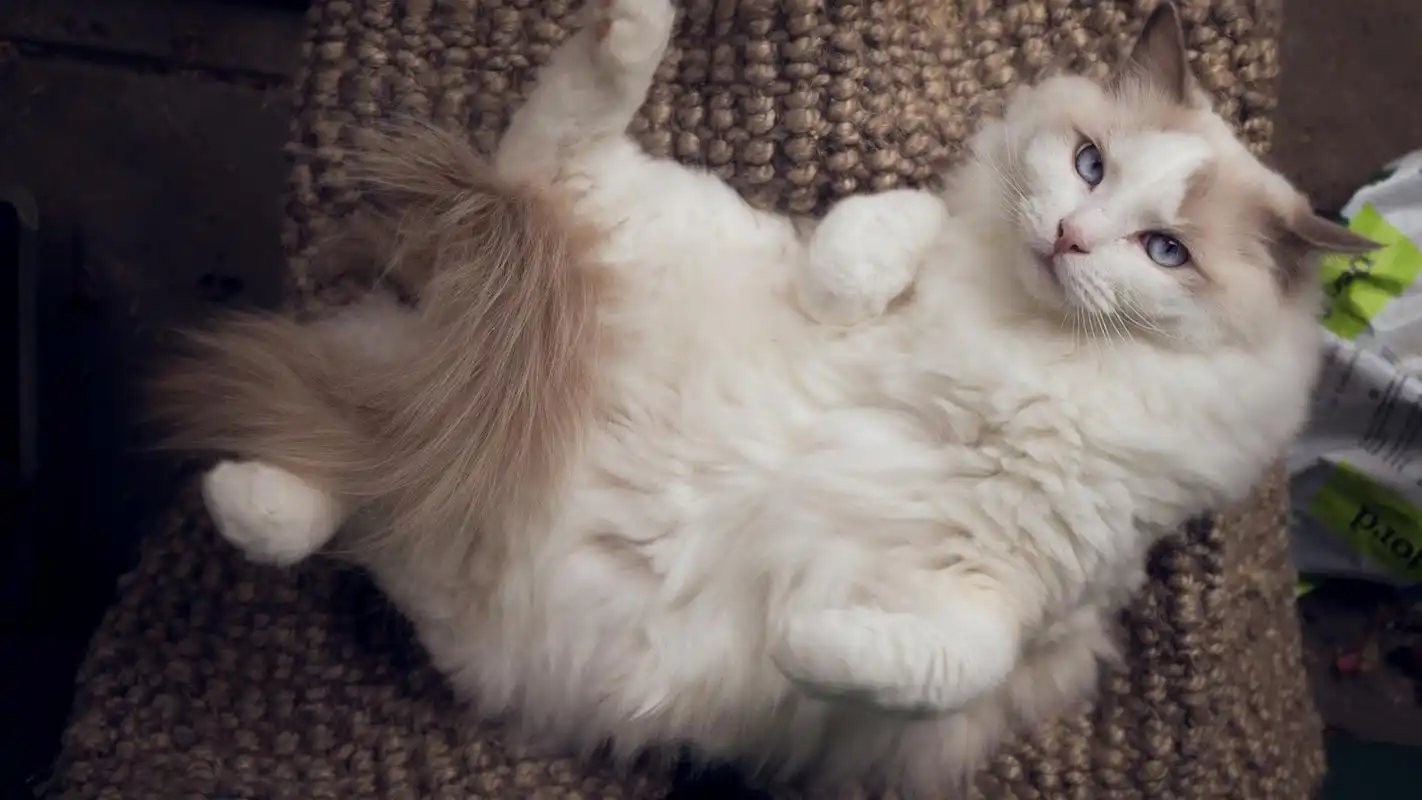 美丽优雅的布偶猫高清桌面壁纸