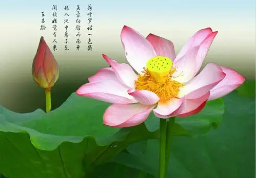 一莲一荷一佛心