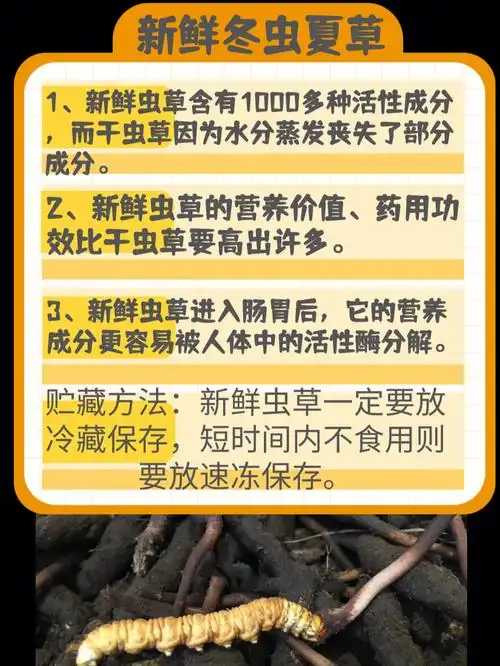 新鲜虫草具有清热解毒,止血凉血,养肝明目,醒脑安神的功效.