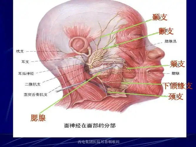 面神经解剖ppt