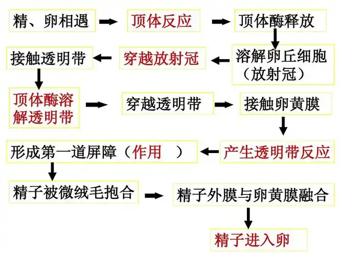 精,卵相遇 接触透明带 顶体酶溶 解透明带 顶体反应 穿越放射冠 穿越