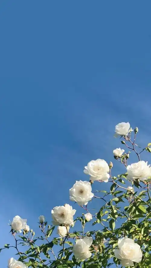 白色月季花清新浪漫写真,锁屏图片,手机壁纸,植物-回车桌面