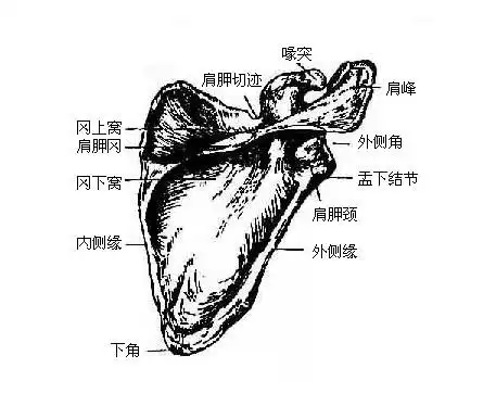 肩胛骨解剖示意图-人体解剖图