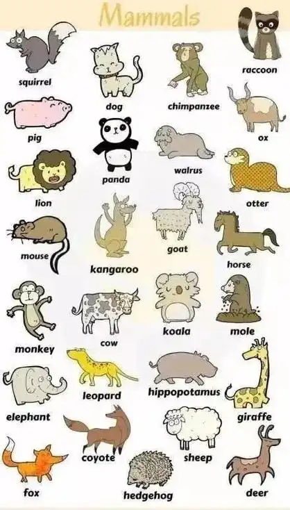 英语动物类词汇大全,干货必收藏!
