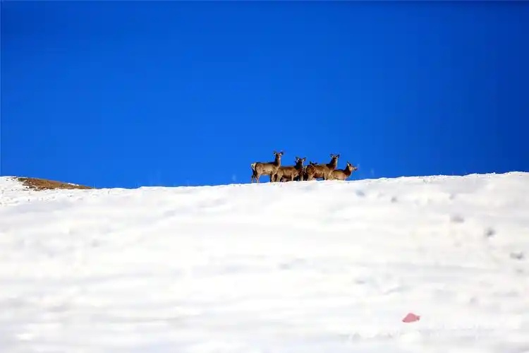 高清组图天山马鹿穿行雪岭