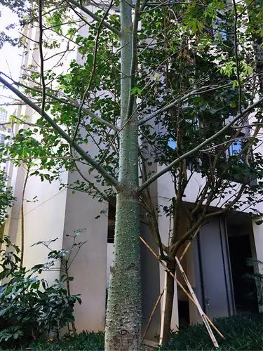 美丽异木棉树干直立,主干有突刺,冬季盛花期满树姹紫,秀色照人,人称"