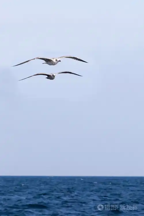 两个海鸥翱翔在大海
