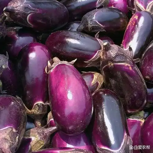 适合家庭种植户早春栽培的茄子品种!耐寒,口感好,产量高