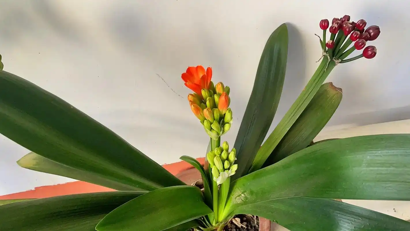 婆婆家的并蒂君子兰#君子兰开花 #花开富贵好运来 - 抖音