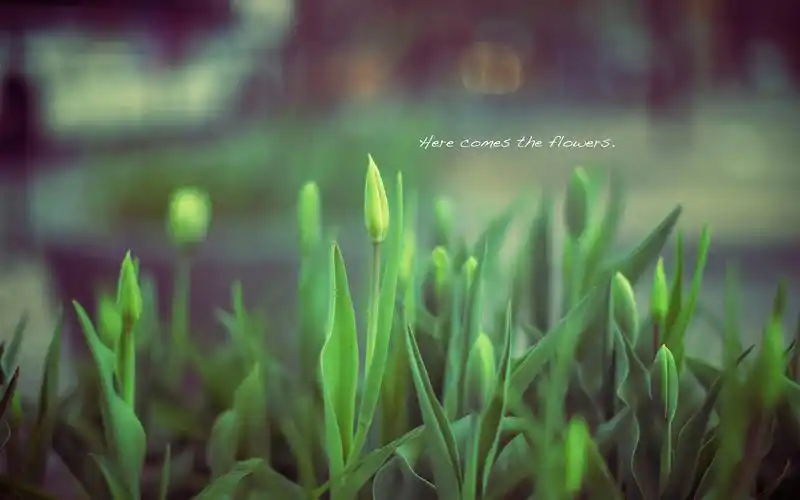 安静唯美的意境图片桌面壁纸