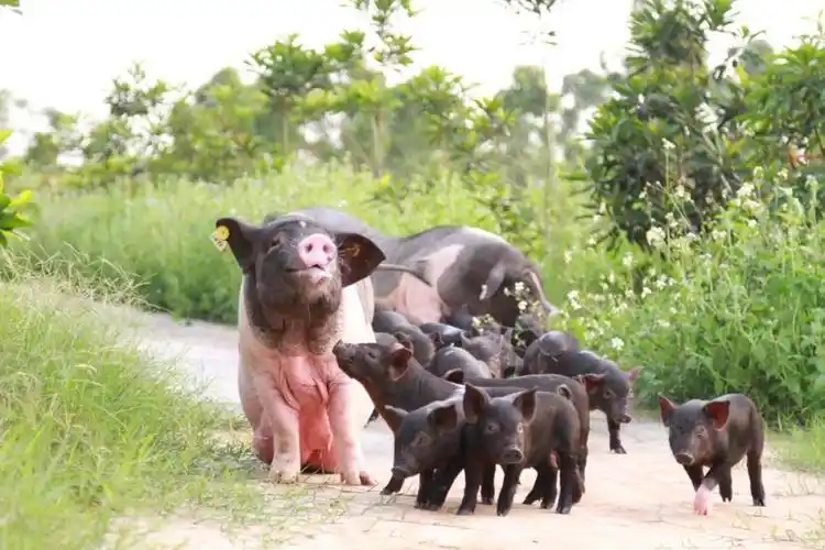 乡野的猪味,是怎么在深圳火起来的? | foodaily每日食品