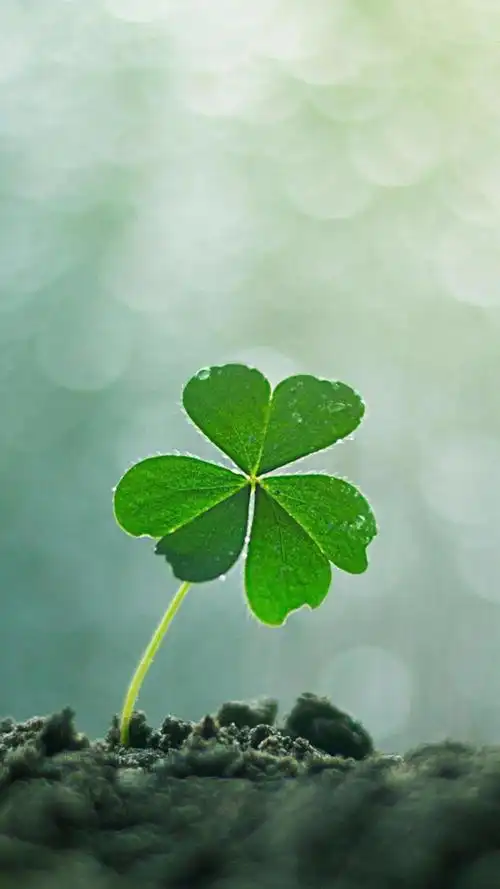小清新的幸运草,高清图片,手机锁屏桌面-壁纸族