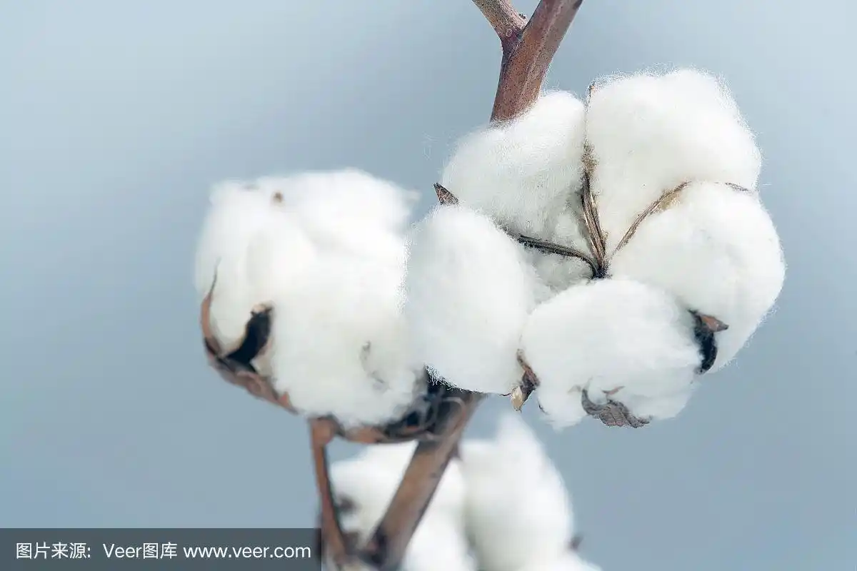 白色的棉花花从树上盛开
