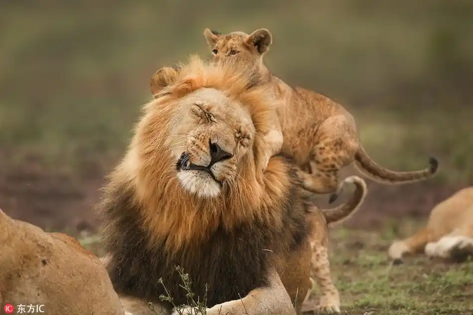 老爸回家开心坏了 小狮子爬到雄狮背上"骑大马"