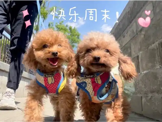 小狗子也是表情的开心的时候会笑