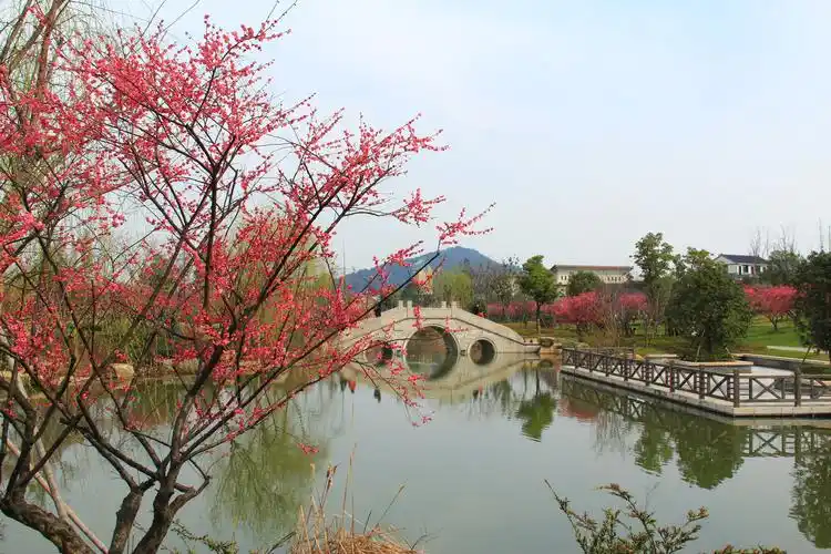 梅花忆我我忆梅-风景照-19摄区-杭州19楼